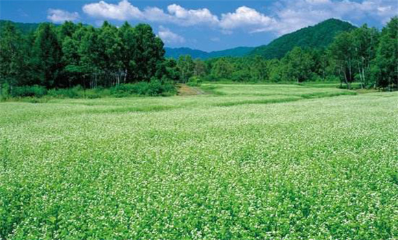 蕎麥種植時間