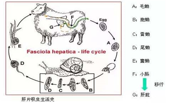 羊肝片吸蟲病傳染嗎？