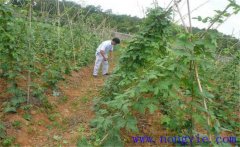 種植葛根如何管理？葛根田間管理技術要點