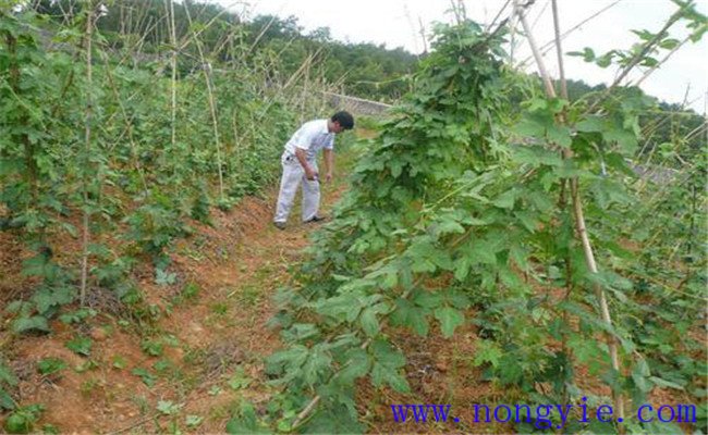 葛根田間管理技術(shù)要點