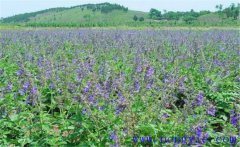 種植黃芩怎么管理？黃芩田間管理的主要內(nèi)容