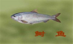 鰣魚(yú)多少錢(qián)一斤 鰣魚(yú)的食用方法