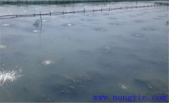 怎樣為魚塘增加氧氣，給魚塘增氧有幾種方法？