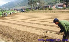 種植薄荷如何選地整地？薄荷種植管理技術(shù)要點