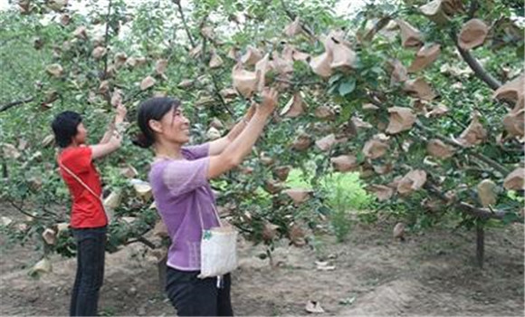 蘋果套袋新技術(shù)