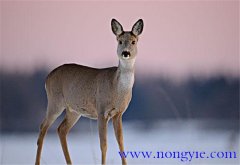 狍子是幾級保護動物，狍子為什么傻