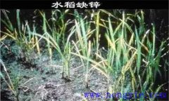 水稻缺鋅會(huì)導(dǎo)致僵苗，水稻缺鋅怎么辦？