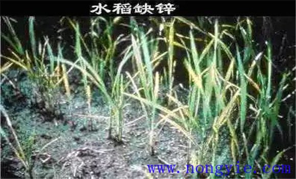 水稻缺鋅會(huì)導(dǎo)致僵苗，水稻缺鋅怎么辦