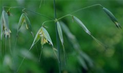 燕麥種植時間，燕麥什么時間種植