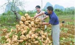 豆薯如何種植，豆薯種植與栽培技術(shù)