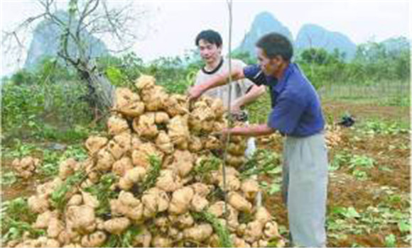 豆薯如何種植，豆薯種植與栽培技術(shù)