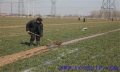 小麥冬灌時(shí)間是什么時(shí)候？小麥澆冬水的作用