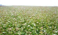 蕎麥種植管理技術 蕎麥實現高產的栽培方法