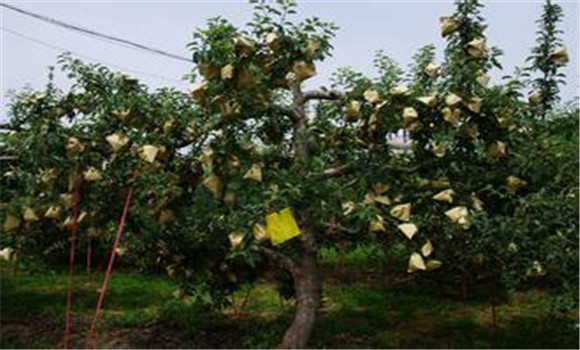 夏季果樹管理