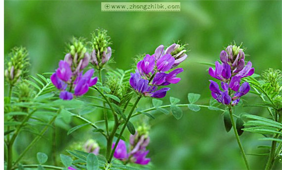 苜蓿草種植 紫花苜蓿栽培管理技術(shù)