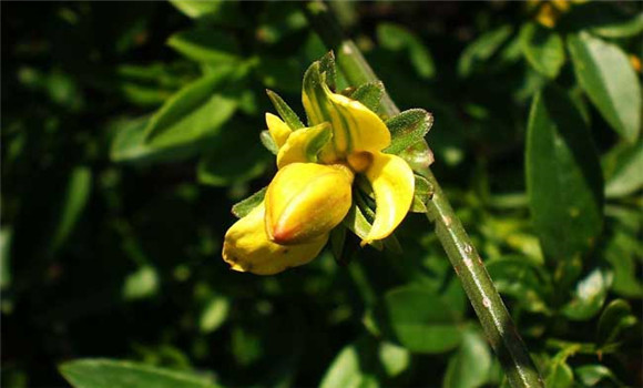 迎春花的養(yǎng)殖方法，迎春花的養(yǎng)殖技術要點