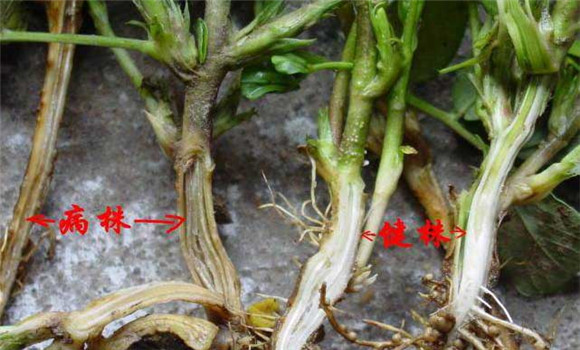 花生青枯病