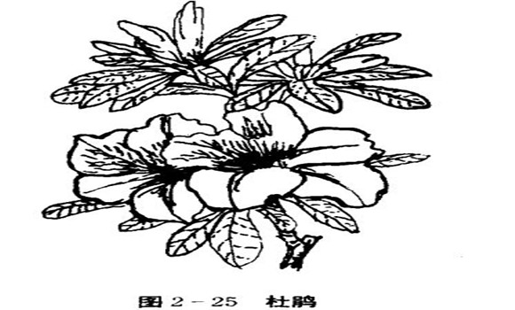 怎樣養(yǎng)杜鵑花，杜鵑花怎么養(yǎng)