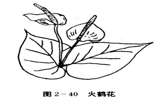 火鶴花怎么養(yǎng)，怎么養(yǎng)火鶴花效果好