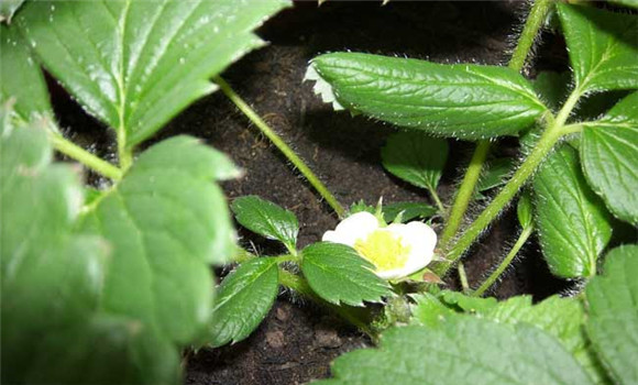 菠蘿莓的種植技術(shù)