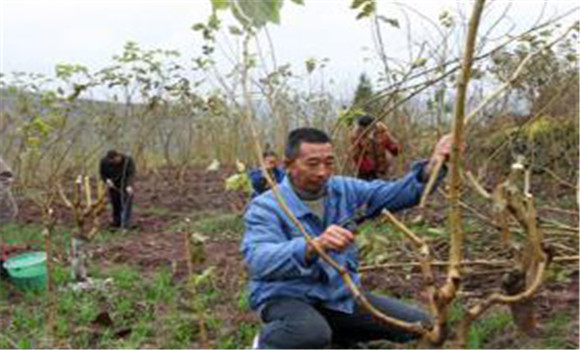 桑樹(shù)修剪