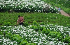 白芍種植技術(shù)、方法與主要步驟