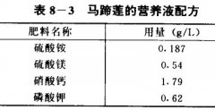 馬蹄蓮無土栽培技術要點