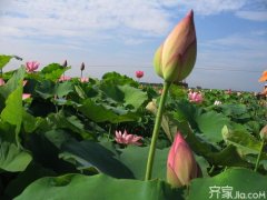 湘蓮種植技術(shù)要點與種植步驟