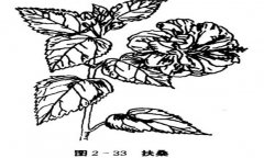 扶桑花怎么養(yǎng)，盆栽扶桑花怎么養(yǎng)才能開好花