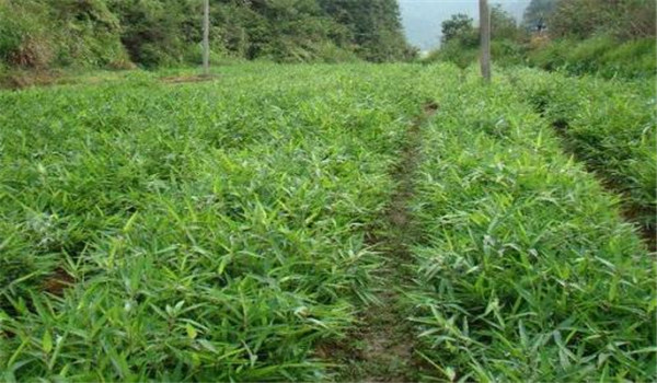 毛竹種植技術(shù)