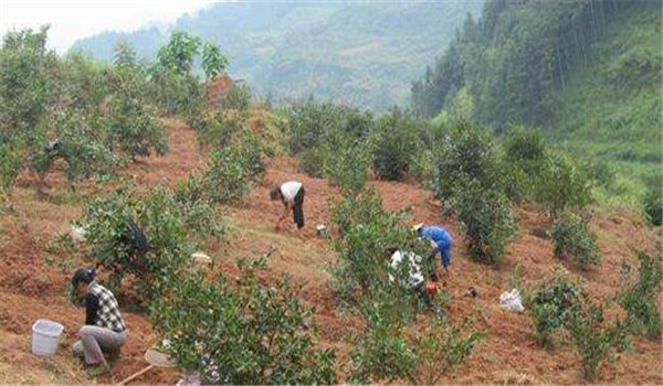 油茶樹(shù)種植