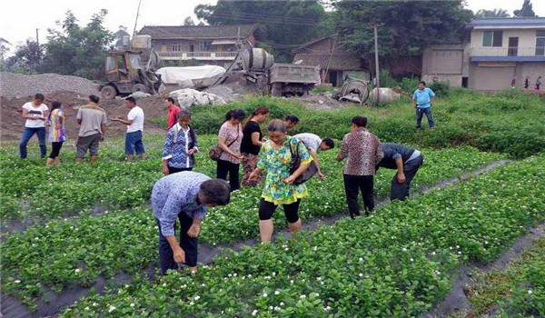 茉莉花的培育方法