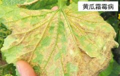 黃瓜病蟲害防治：黃瓜霜霉病、白粉病、紅蜘蛛