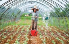 菜豆栽培時間與技術(shù)要點、病蟲害防治