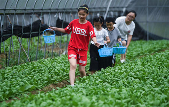 蔬菜具備豐產(chǎn)性或速生長(zhǎng)特點(diǎn)