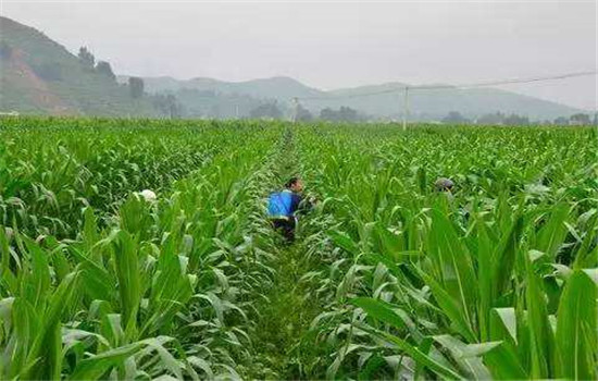 青飼玉米需施用無毒農(nóng)藥