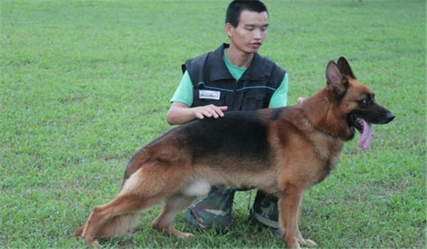 因犬制宜，區(qū)別對待