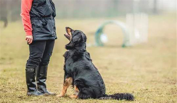 對(duì)犬的能力估計(jì)過(guò)高