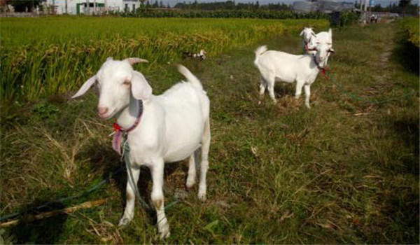 羊的拴牧飼養(yǎng)方式