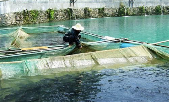 魚(yú)赤皮病是什么引起的