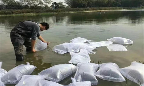 一齡魚(yú)種的兩種放養(yǎng)模式