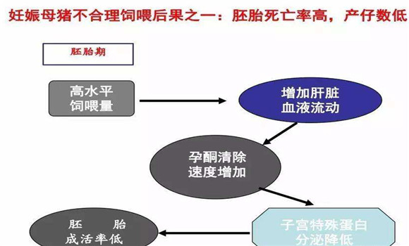 妊娠母豬胚胎死亡的原因