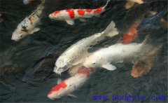 鯉魚(yú)是什么魚(yú)，鯉魚(yú)是淡水魚(yú)還是海水魚(yú)？