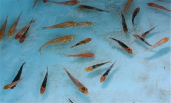 飼養(yǎng)魚苗幾次脫水后才可以換水