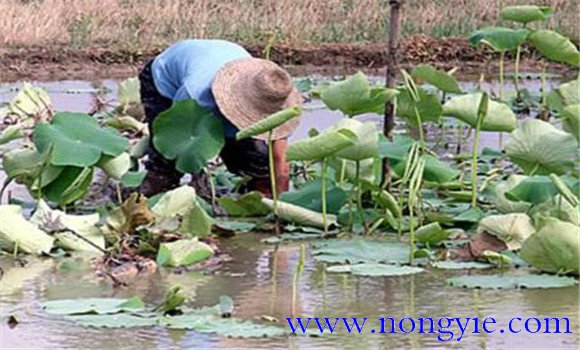 如何養(yǎng)殖甲魚(yú) 養(yǎng)殖甲魚(yú)技術(shù)要點(diǎn)