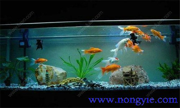 怎樣飼養(yǎng)金魚，飼養(yǎng)金魚注意事項和技術(shù)要點