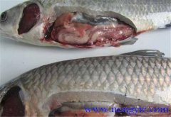 草魚(yú)出血病發(fā)病原因、癥狀、治療方法