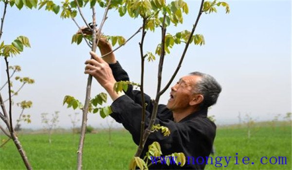 核桃樹(shù)整形剪枝的方法