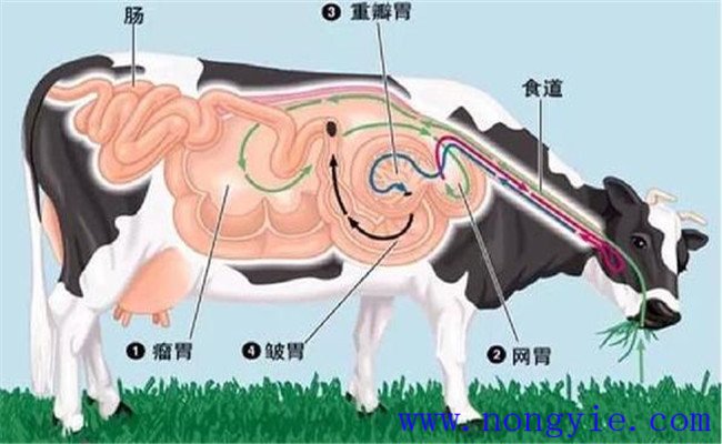 牛食道阻塞的發(fā)病原因