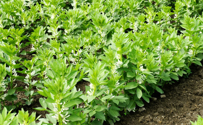 蠶豆種植時間是幾月份